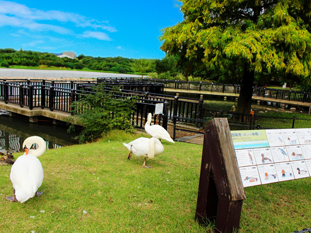 昆陽池公園